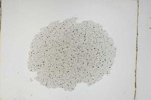 Plane Polarized, S3761