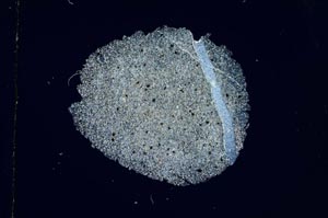 Cross Polarized, S3762