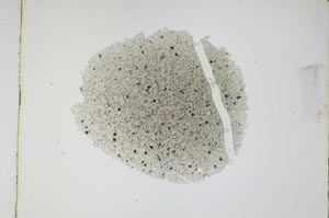 Plane Polarized, S3762