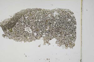 Plane Polarized, S3764