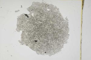 Plane Polarized, S3769