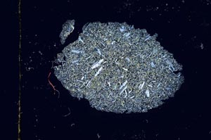 Cross Polarized, S3771