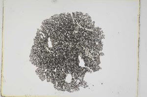 Plane Polarized, S3775