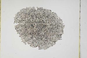 Plane Polarized, S3780