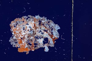 Cross Polarized, S3785