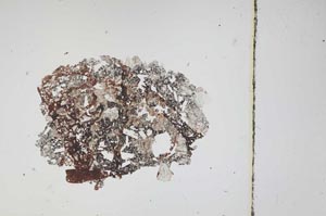 Plane Polarized, S3785