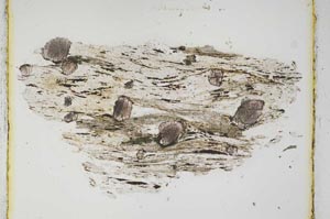 Plane Polarized, S3840