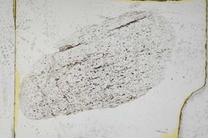 Plane Polarized, S3842