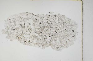 Plane Polarized, S3860