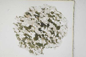 Plane Polarized, S3861/a