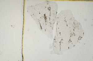 Plane Polarized, S3867