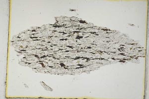 Plane Polarized, S3875
