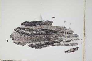 Plane Polarized, S3888