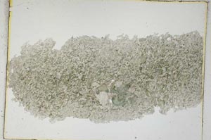 Plane Polarized, S3891