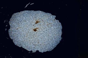 Cross Polarized, S3898