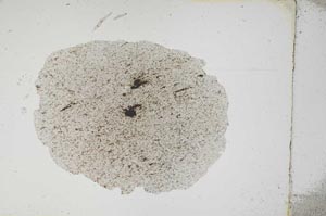 Plane Polarized, S3898