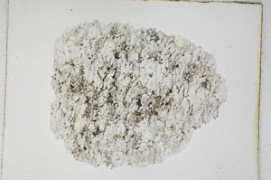 Plane Polarized, S3899