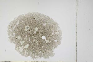 Plane Polarized, S3913