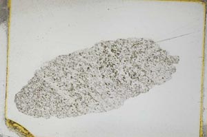 Plane Polarized, S3914