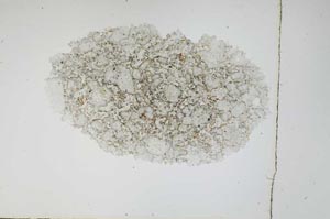 Plane Polarized, S3915