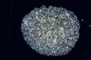 Cross Polarized, S3916