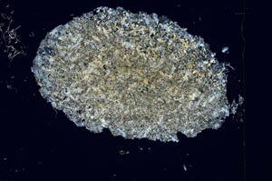 Cross Polarized, S3917