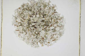 Plane Polarized, S3919