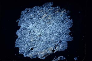 Cross Polarized, S3920