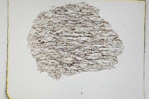 Plane Polarized, S3925