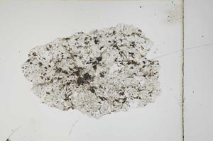 Plane Polarized, S3931