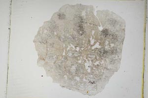 Plane Polarized, S3933