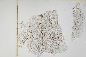 Plane Polarized, S3943