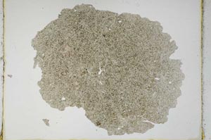 Plane Polarized, S3976