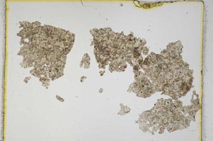 Plane Polarized, S3993