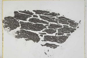 Plane Polarized, S4002/B