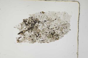 Plane Polarized, S4042