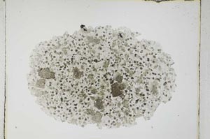 Plane Polarized, S4058