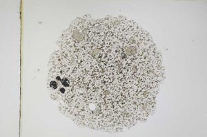 Plane Polarized, S4066