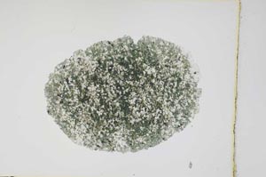 Plane Polarized, S4071