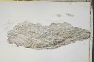 Plane Polarized, S4177/B