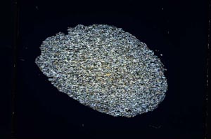 Cross Polarized, S4189