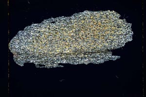 Cross Polarized, S4190