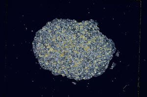 Cross Polarized, S4220