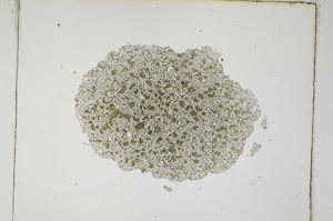 Plane Polarized, S4220