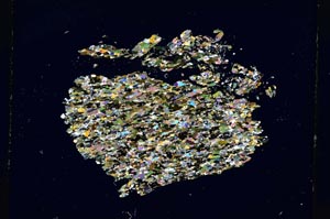 Cross Polarized, S4224