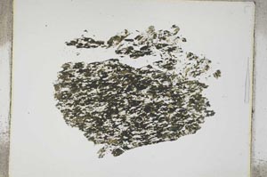 Plane Polarized, S4224