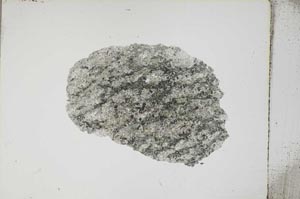 Plane Polarized, S4231