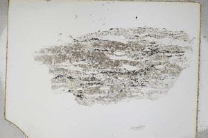 Plane Polarized, S4252