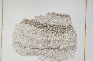 Plane Polarized, S4253