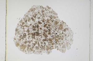 Plane Polarized, S4261